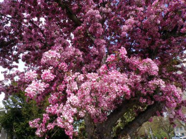 Çiçekli bir arka plan olarak elma ağacının açan pembe çiçekleri
