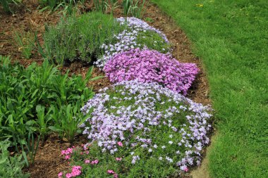 Çiçek tarhında renkli çiçekler