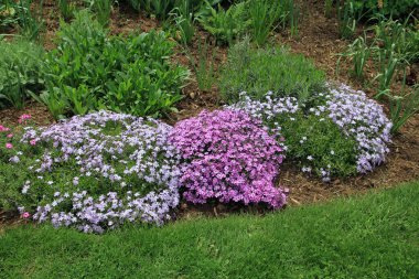 Çiçek tarhında renkli çiçekler