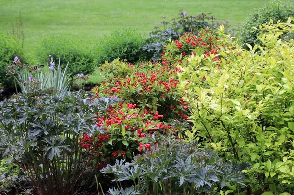 stock image Colorful flowers on flower bed