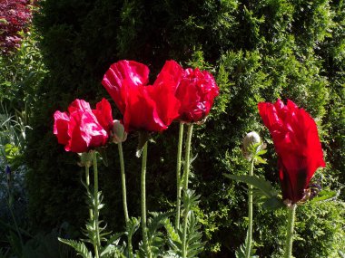 Çiçek tarhında kırmızı gelincikler