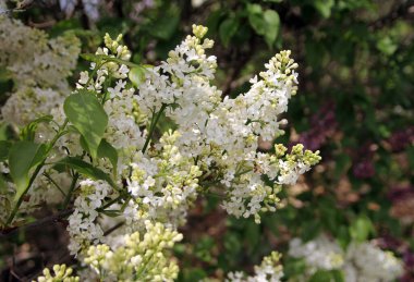 Beyaz Leylak bahçede çiçek açan