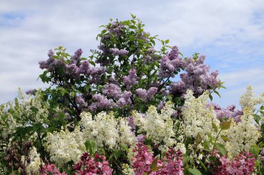 Bahçesinde çiçek açan renkli leylak.