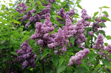 Bahçede açan mor leylak