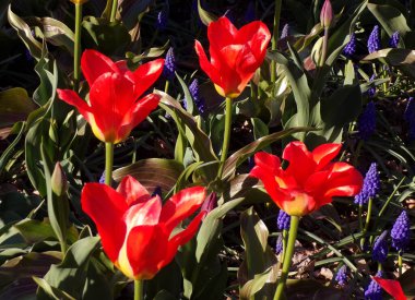 Çiçek açan kırmızı laleler yüzer arka plan olarak