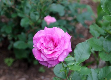 Bahçedeki pembe gül