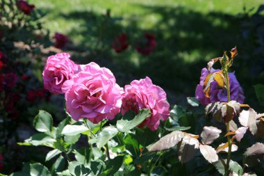 Bahçede pembe güller