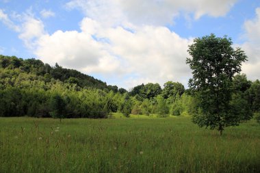 Ormanın yaz manzarası
