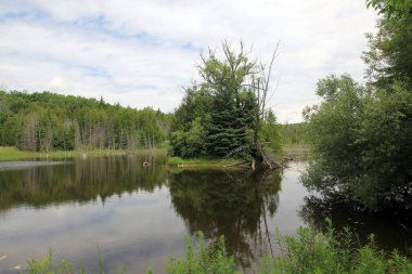 Nehirde adası olan yaz manzarası