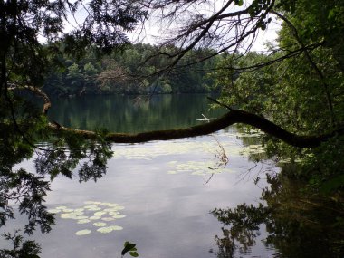 Ormanda sessiz bir göl