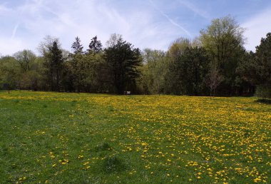 İlkbahar manzarası Ağaçlar ve çiçekler