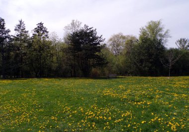 İlkbahar manzarası Ağaçlar ve çiçekler
