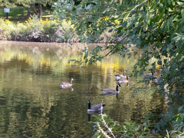 Ağaçlar ve gölette kazlar ile sonbahar manzarası 