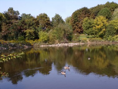 Ağaçlar ve gölette kazlar ile sonbahar manzarası 