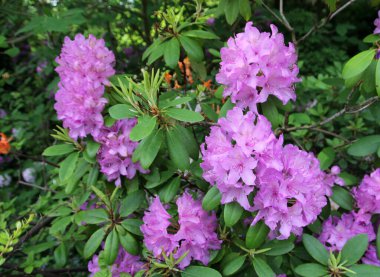 Çalılıklarda açan pembe rhododendron çiçekleri