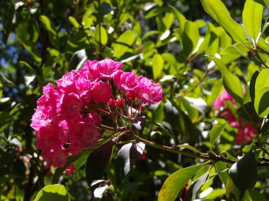 Çalılıklarda açan kırmızı rhododendron çiçekleri