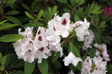 Çalılıklarda açan beyaz rhododendron çiçekleri