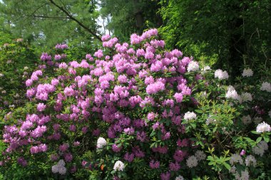 Çalılıklarda açan pembe rhododendron çiçekleri