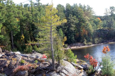 Fall landscape with rive and waterfall in forest clipart