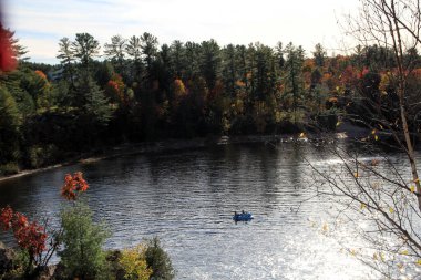 Ormandaki nehirle sonbahar manzarası