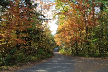 Ormandaki patika ile sonbahar manzarası