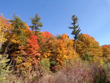 Renkli ağaçlarla sonbahar manzarası