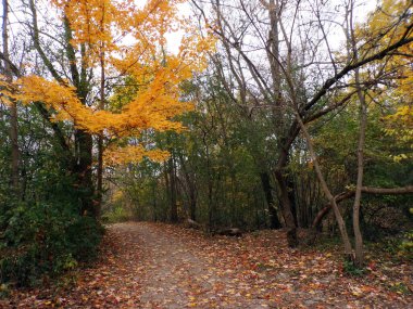 Renkli ağaçlarla ve parktaki patikalarla sonbahar manzarası