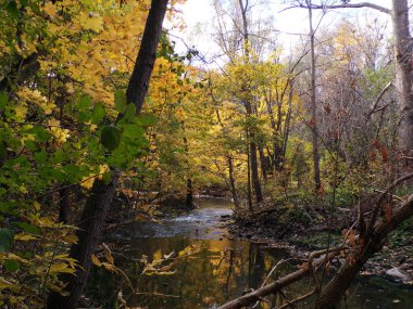 Ormandaki nehirle sonbahar manzarası