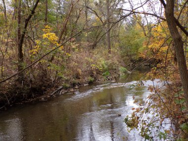 Ormandaki nehirle sonbahar manzarası