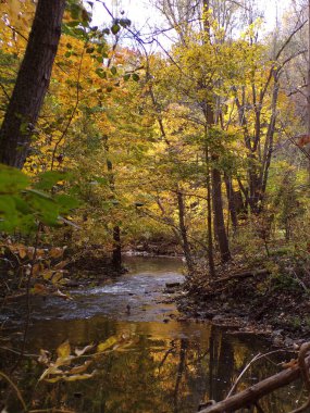 Nehir ve ağaçlarla sonbahar manzarası