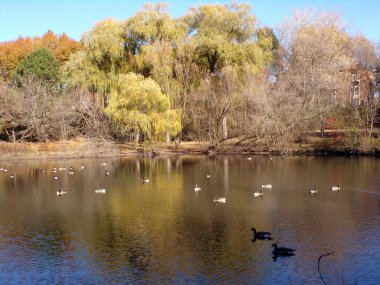 Gölette kazlarla sonbahar manzarası