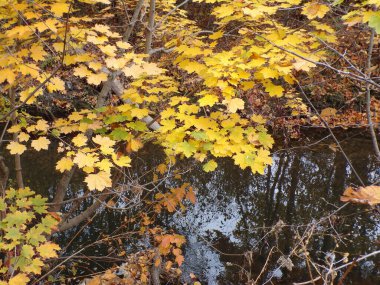 Nehrin üzerinde altın yapraklar