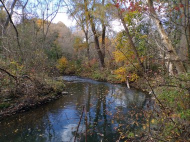 Ormandaki nehirle sonbahar manzarası