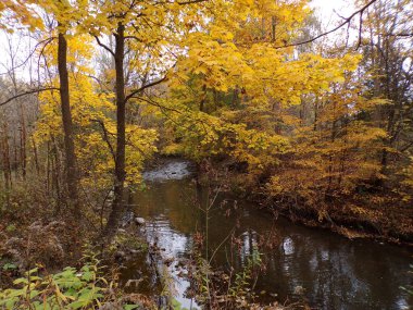 Ormandaki nehirle sonbahar manzarası