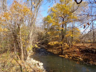 Ormandaki nehirle sonbahar manzarası