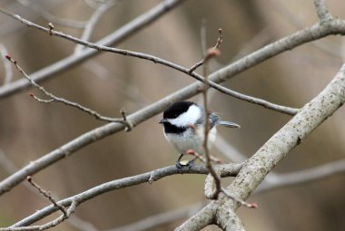 Tit bird sitting on branch