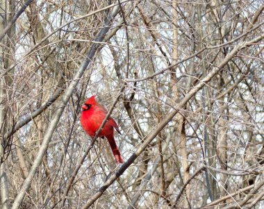 Erkek kardinal kuş dalda oturuyor.