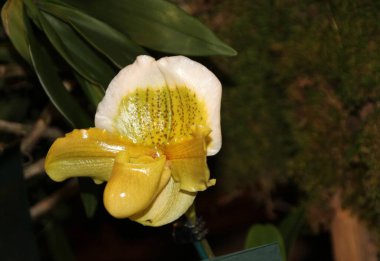 Orkidelerin içinde çiçek açan renkli orkide.