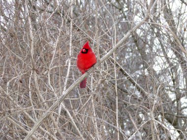 Kırmızı posta. Kardinal kuş dalda.