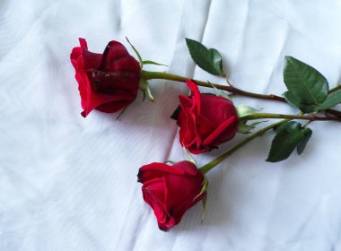 Red roses on white table cloth blossom