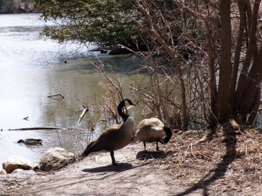 Göl kıyısında kaz çifti