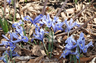 Çiçek tarhında çiçek açan timsahlar