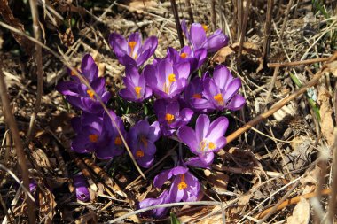 Çiçek tarhında çiçek açan timsahlar