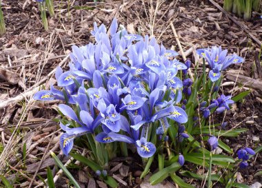 Çiçek tarhında çiçek açan timsahlar