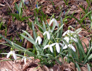 Ormanın içinde çiçek açan kardelen