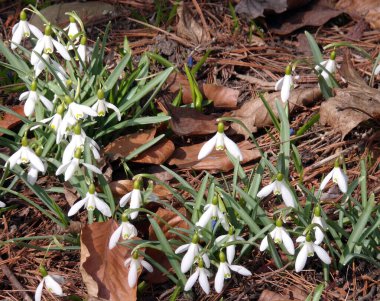Ormanın içinde çiçek açan kardelen