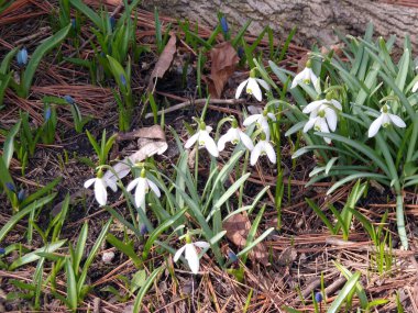 Ormanın içinde çiçek açan kardelen