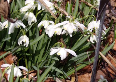 Ormanın içinde çiçek açan kardelen