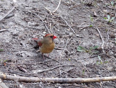 Dişi kardinal kuş yerde.