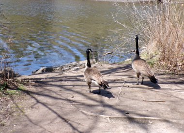 Kumsalda bir çift yaban kazı
